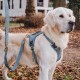 Ein Golden Retriever, der ein hellblaues Geschirr und eine Leine trägt, steht auf einem mit Blättern bedeckten Boden und schaut aufmerksam zur Seite.