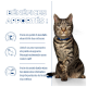 Un chat tigré avec un collier bleu est assis à côté d'un fond bleu mettant en avant les avantages de la perte de poids pour les animaux de compagnie.