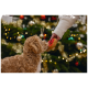 Lockiger brauner Hund beißt auf ein rot-braunes Plüschtier, das von einer Person vor einem geschmückten Weihnachtsbaum gehalten wird.