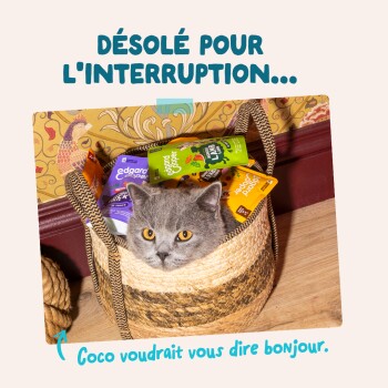 Chat gris dans un panier tressé avec sachets de nourriture pour chat ; texte français visible : « DÉSOLÉ POUR L'INTERRUPTION... »