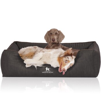 Ein gemütliches Hundebett in Dunkelgrau mit einem Logo, das "KNUFFELWUFF" liest, mit einem entspannten Australian Shepherd, der sich hinlegt.