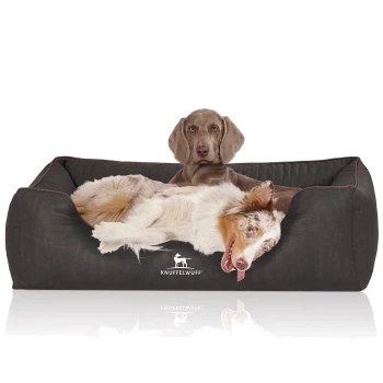 Ein gemütliches Hundebett in Dunkelgrau mit einem Logo, das "KNUFFELWUFF" liest, mit einem entspannten Australian Shepherd, der sich hinlegt.