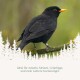 Amsel mit orangefarbenem Schnabel und Beinring auf einem Ast. Text: 'Ideal für Amseln, Meisen, Grünfinken und viele Gartenvögel.'