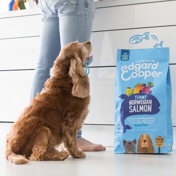 Un chien brun est assis à côté d'un sac bleu de nourriture pour chien Edgard Cooper étiqueté "Yummy Norwegian Salmon," présentant des illustrations de fruits et légumes.