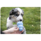 Australian-Shepherd-Welpe mit einem blauen Auge knabbert an einem blauen KONG-Spielzeug, das von einer Hand auf dem Gras gehalten wird.
