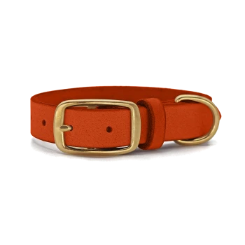 Ein orangefarbenes Haustierhalsband mit einer goldenen Schnalle und einer Schlaufe zum Befestigen einer Leine, auf einem weißen Hintergrund präsentiert.