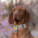 Brauner Vizsla-ähnlicher Hund trägt ein gemustertes breites Halsband mit Metallring und posiert neben rosa blühenden Zweigen