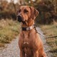 Beiges Hundehalsband mit schwarzer Kunststoffschnalle und D-Ring, mit kleinem runden Anhänger mit der Aufschrift "THE DOG IDEA."