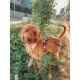 Zotteliger rötlich-brauner kleiner Hund trägt Geschirr und Leine, steht im Gras neben einem Bürgersteig; kein sichtbarer Text.