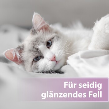 Eine Nahaufnahme einer flauschigen, hellgrau-weißen Katze, die auf einer weichen Oberfläche liegt, mit dem Text "Für seidig glänzendes Fell" in einer lila Box darunter.
