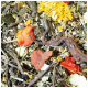 Nahaufnahme einer bunten Mischung aus getrockneten Kräutern und Blumen, mit roten und gelben Blütenblättern, grünen Blättern und Zweigen, ideal für die Tierernährung.