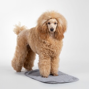 Ein flauschiger, hellbrauner Hund steht auf einer grauen Tiermatte und zeigt sein lockiges Fell und seine verspielte Haltung.