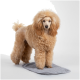 Ein flauschiger, hellbrauner Hund steht auf einer grauen Tiermatte und zeigt sein lockiges Fell und seine verspielte Haltung.