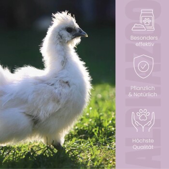 Flauschiges weißes Seidenhuhn steht auf Gras mit deutschem Text über Vorteile von Tiernahrung: wirksam, pflanzlich, höchste Qualität.