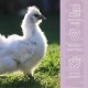 Flauschiges weißes Seidenhuhn steht auf Gras mit deutschem Text über Vorteile von Tiernahrung: wirksam, pflanzlich, höchste Qualität.