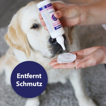 Person trägt Reiniger auf ein Wattepad an der Nase eines Golden Retrievers auf; kreisförmiger Text: „Entfernt Schmutz“