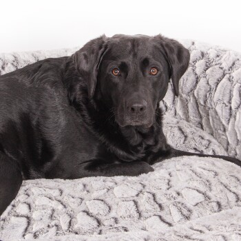 Ein schwarzer Labrador Retriever, der bequem auf einem weichen, strukturierten grauen Haustierbett liegt und direkt in die Kamera schaut.