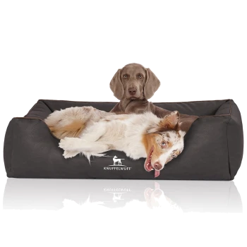 Zwei Hunde liegen auf einem dunkelgrauen Hundebett mit dem Logo "KNUFFELWUFF"; einer ist verspielt, der andere ruht sich aus.