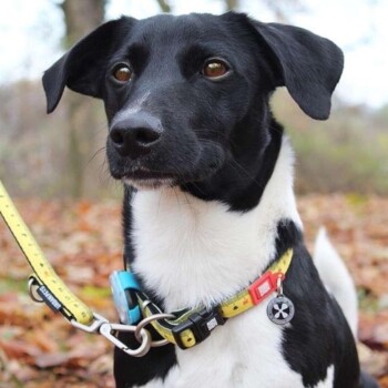 Schwarz-weißer Hund mit gelbem Maßband-Halsband und blau-rotem Anhänger, sitzt draußen auf gefallenem Laub.