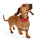 Neosport Dog Collar RED XS