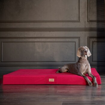 Ein eleganter grauer Hund liegt auf einem lebhaft roten Hundebett vor einer dunklen Wand und zeigt ein stilvolles und komfortables Haustierzubehör.