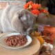 Eine graue Katze, die Nassfutter von einem weißen Teller frisst, umgeben von dekorativen Blumen und bunten Haustierfutterverpackungen im Hintergrund.