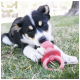 Schwarz-weißer Welpe, der auf Gras liegt und ein pinkes Kong-Hundespielzeug mit sichtbarem "KONG"-Text kaut.
