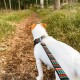 Ein kleiner weißer Hund mit braunen Flecken läuft einen Waldweg entlang, trägt eine farbenfrohe gemusterte Leine und ein Geschirr.