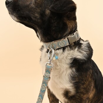 Eine Nahaufnahme des Halses eines Hundes mit einem stilvollen blauen gemusterten Kragen und passender Leine, vor einem sanften beigen Hintergrund.