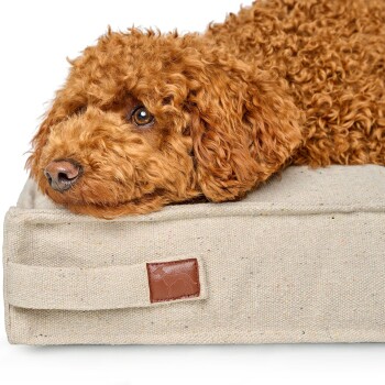 Lockiger rotbrauner Hund, der seinen Kopf auf einem beigen Canvas-Hundebett mit kleinem Lederetikett mit geprägter Hundesilhouette ablegt.