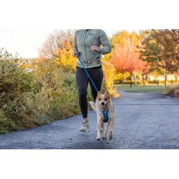 Eine Person joggt auf einem Weg mit einem Hund, der ein blaues Geschirr trägt, umgeben von buntem Herbstlaub.