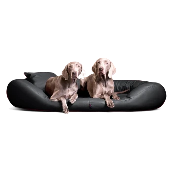 Zwei Weimaraner Hunde liegen auf einem großen schwarzen gepolsterten Haustierbett vor weißem Hintergrund.