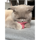 Eine flauschige hellgraue Katze mit geschlossenen Augen kuschelt mit einem kleinen rosa Spielzeug auf einer weichen grauen Oberfläche.