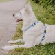 Ein weißer Hund liegt auf Gras, trägt ein hellblaues Geschirr und hat einen gelassenen Ausdruck, vor einem verschwommenen Außenhintergrund.