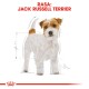 Ilustracja Jack Russell Terriera z białą i brązową sierścią, z wymiarami i tekstem "RASA: JACK RUSSELL TERRIER" powyżej.