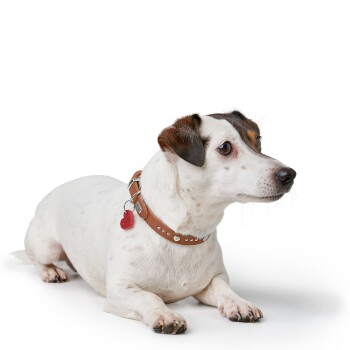 Weißer Jack-Russell-ähnlicher Hund liegt, mit braunen Ohren und Augenfleck, trägt ein mit Nieten besetztes hellbraunes Halsband mit rotem Herzanhänger