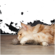 Eine flauschige orange-weiße Katze spielt mit einem kleinen grauen Filzball auf einem Holzboden, vor einem dunklen Hintergrund.