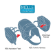 Illustration eines MOLLE-kompatiblen Haustiergeschirr-Systems, mit RSG Hydration Flask, RSG Townie Harness und RSG Pack Pannier.