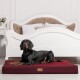 Ein schwarzer Dobermann liegt auf einem burgunderfarbenen Hundebett in einem stilvollen Raum mit einem weißen, verzierten Bett und einer kleinen Blumenvase auf einem Beistelltisch.