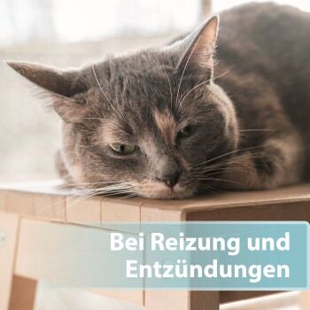 Nahaufnahme einer grau getigerten Katze, die auf einem Karton liegt; eingeblendeter deutscher Text: 'Bei Reizung und Entzündungen'.
