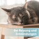 Nahaufnahme einer grau getigerten Katze, die auf einem Karton liegt; eingeblendeter deutscher Text: 'Bei Reizung und Entzündungen'.