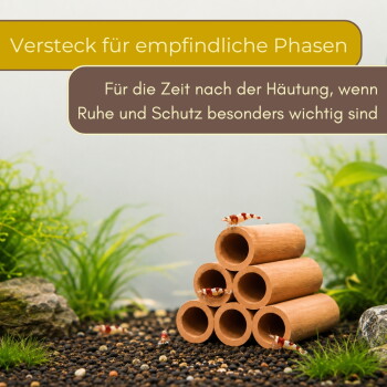 Tonröhren-Garnelenversteck im bepflanzten Aquarium mit rot-weißen Crystal-Garnelen; deutscher Text: 'Versteck für empfindliche Phasen'