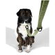Ein sitzender Hund mit gestromtem Fell trägt eine grüne Leine mit der Aufschrift "THE DOG JOY," vor einem schlichten weißen Hintergrund.