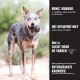 Blue heeler hond met zwart KONG-speelgoed; zijtekst luidt 'KONG-RUBBER', 'HET SPLINTERT NIET', 'ENTHOUSIASTE KAUWERS'.