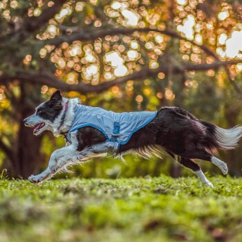 Ein schwarz-weißer Border Collie in einer hellblauen Kühlweste läuft energetisch durch ein grasbewachsenes Feld bei sanftem Sonnenlicht.