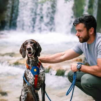 Ein glücklicher Hund mit einem braun-weißen gefleckten Fell, der ein blaues und oranges Geschirr trägt, sitzt neben einem Wasserfall mit einer Person.