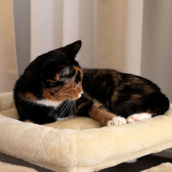 Eine dreifarbige Katze, die auf einem weichen, cremefarbenen Tierbett ruht, mit dem Kopf zur Seite gedreht und sichtbaren weißen Pfoten.