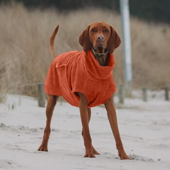 Ein brauner Hund in einem orangefarbenen, kapuzenförmigen Haustiermantel steht an einem sandigen Strand, mit hohem Gras und einem Holzzaun im Hintergrund.