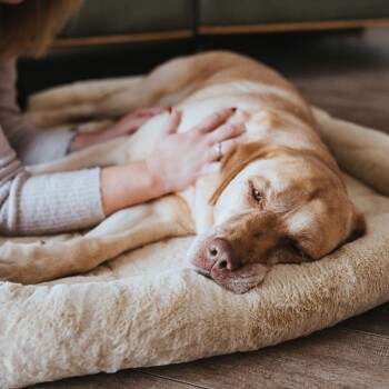 Ein entspannter gelber Labrador-Retriever, der auf einem weichen Haustierbett liegt, während eine Hand sanft seine Seite streichelt.