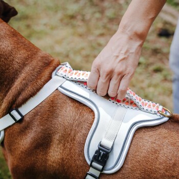 Eine Person passt ein farbenfrohes Hundegeschirr auf dem Rücken eines braunen Hundes an, das das Design und die sichere Passform des Geschirrs zeigt.